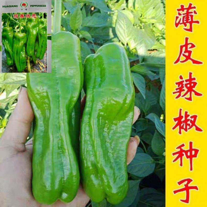 超大薄皮王辣椒种子新品种大果高产四季泡椒种子早熟杂交青椒