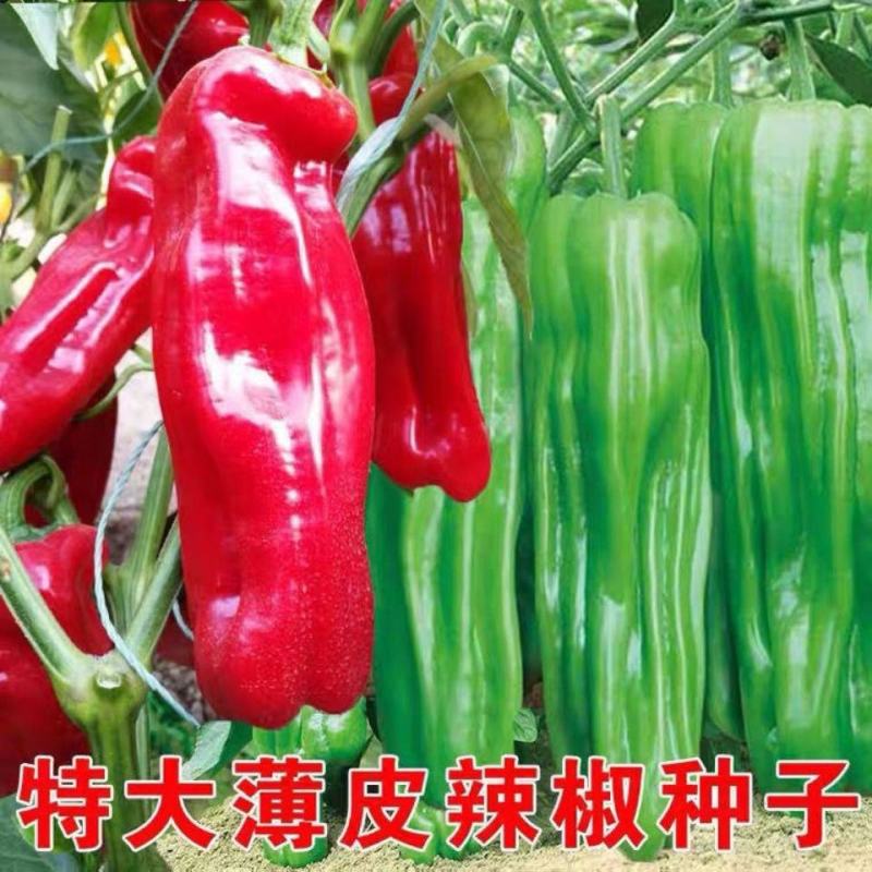 超大薄皮王辣椒种子新品种大果高产四季泡椒种子早熟杂交青椒