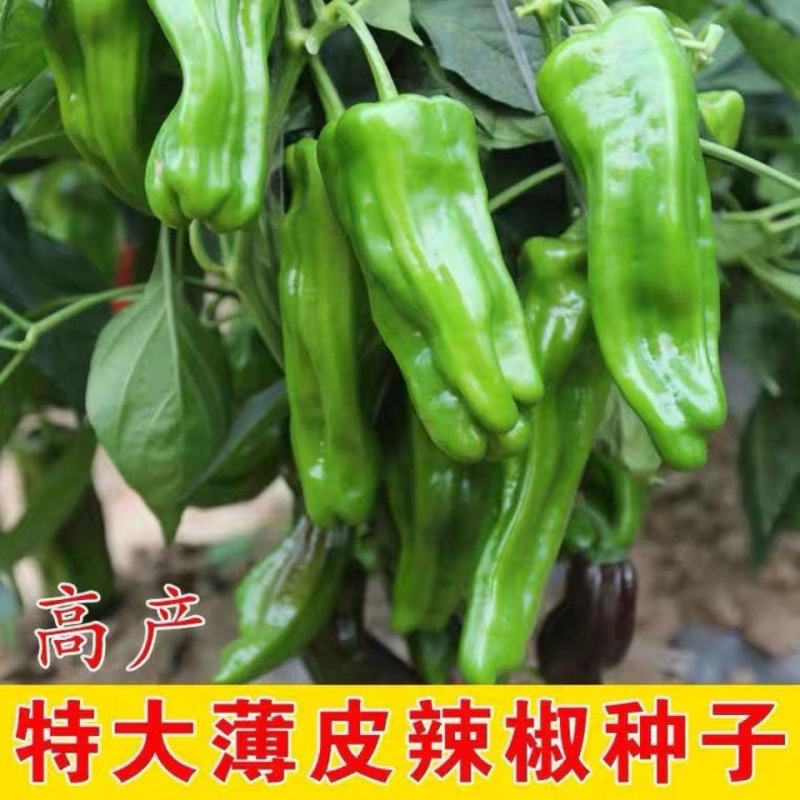 超大薄皮王辣椒种子新品种大果高产四季泡椒种子早熟杂交青椒