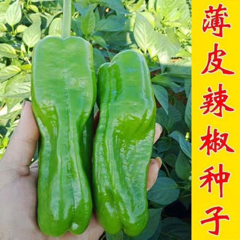 超大薄皮王辣椒种子新品种大果高产四季泡椒种子早熟杂交青椒