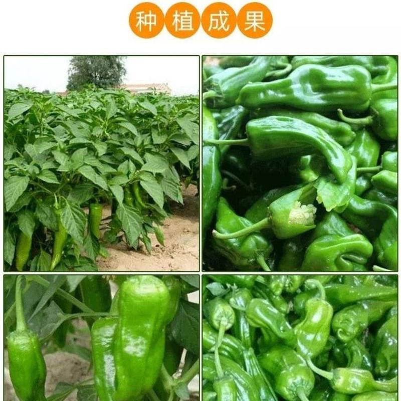 超大薄皮王辣椒种子新品种大果高产四季泡椒种子早熟杂交青椒