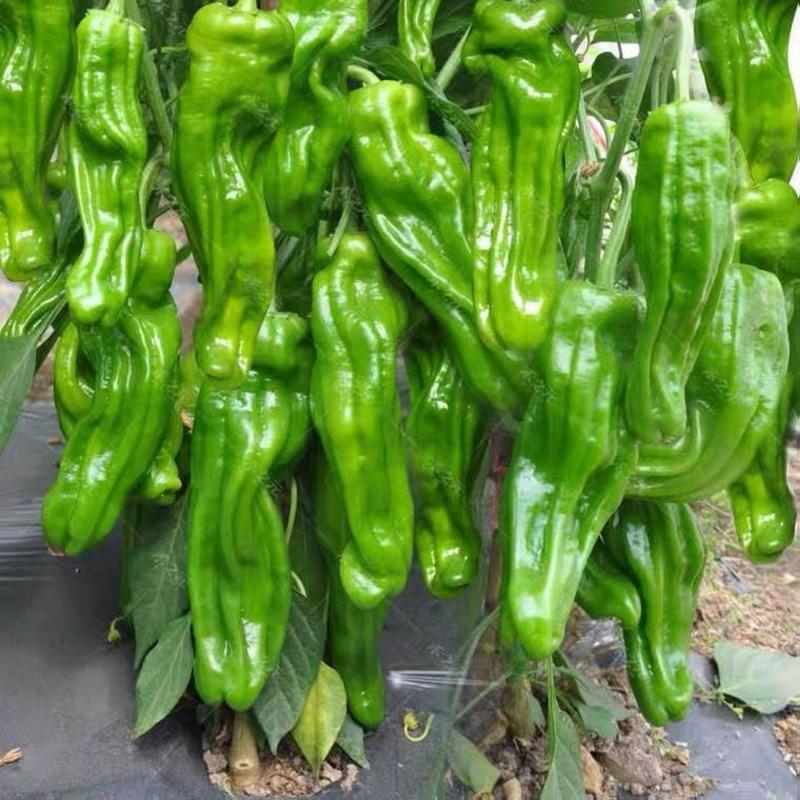 超大薄皮王辣椒种子新品种大果高产四季泡椒种子早熟杂交青椒