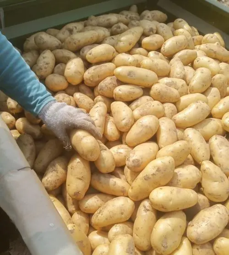 【土豆热销】荷兰十五土豆山东精品直发对接市场商超量大从优电联