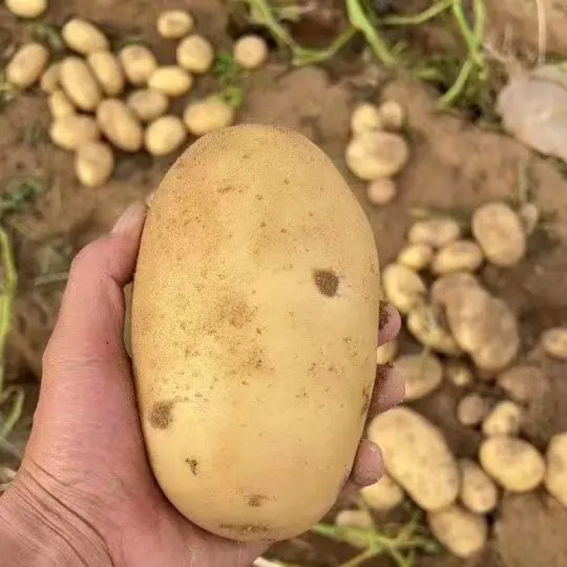 【土豆热销】荷兰十五土豆山东精品直发对接市场商超量大从优电联