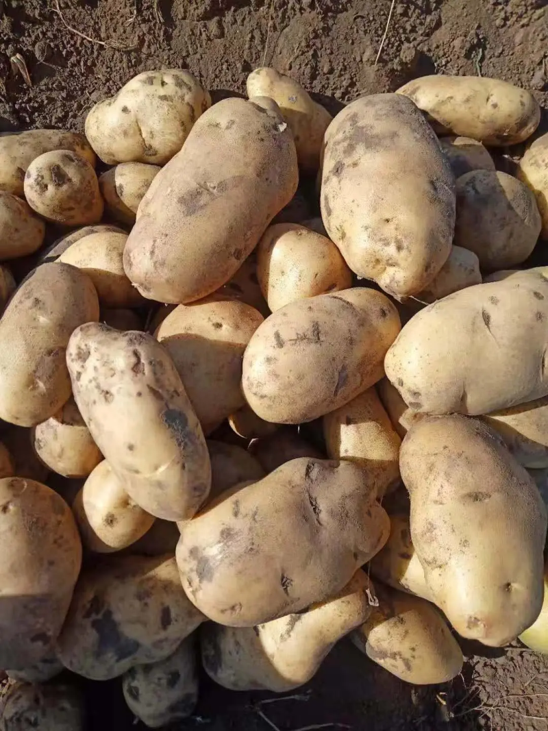 【土豆热销】荷兰十五土豆山东精品直发对接市场商超量大从优电联