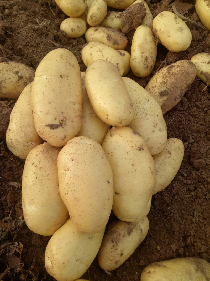 【土豆热销】荷兰十五土豆山东精品直发对接市场商超量大从优电联