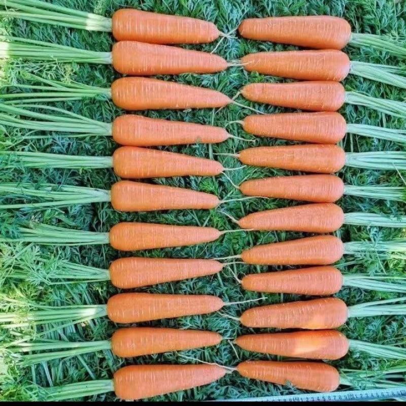 【精品】水洗胡萝卜，中条，小条，次品，大量供应