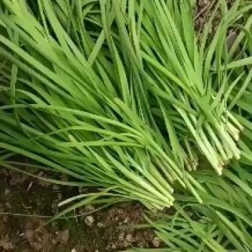大棚韭菜需要的联系