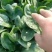 趴地菠菜大量现货