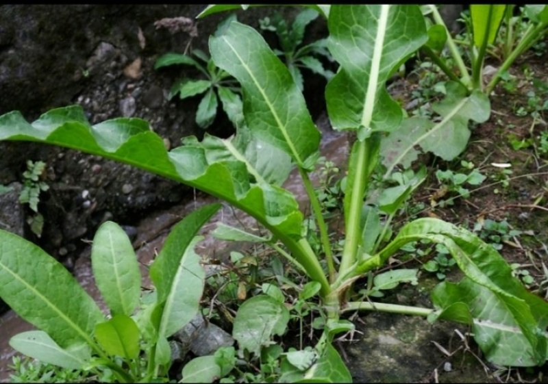 贵州大山上牛舌草