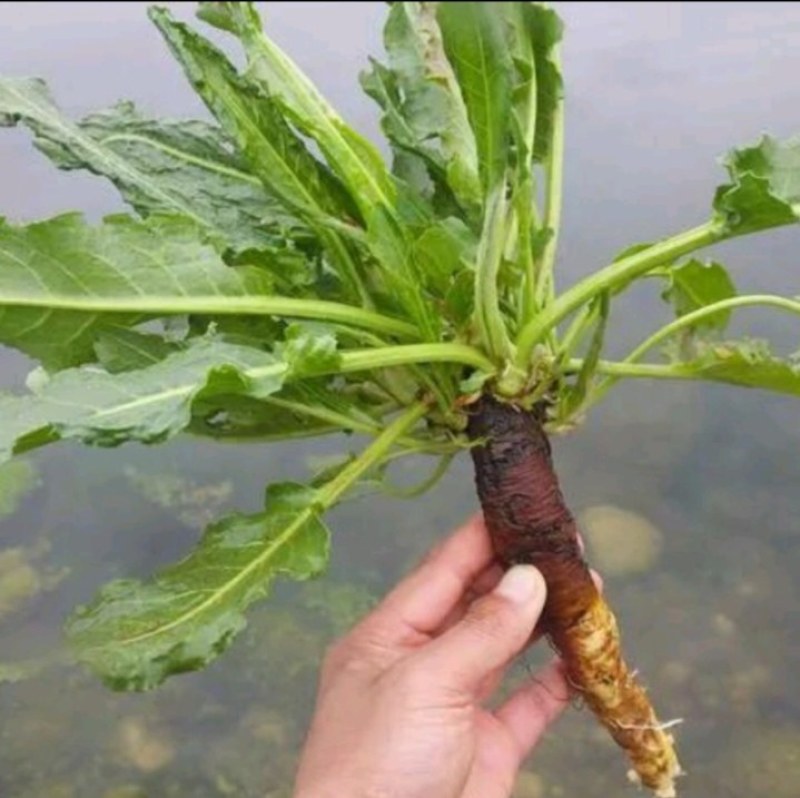 贵州大山上牛舌草