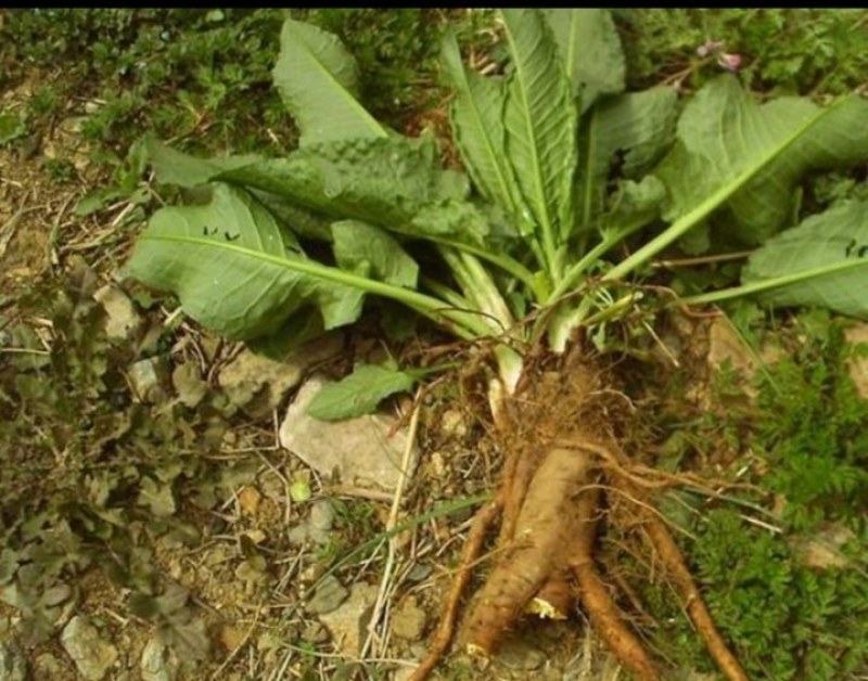 贵州大山上牛舌草