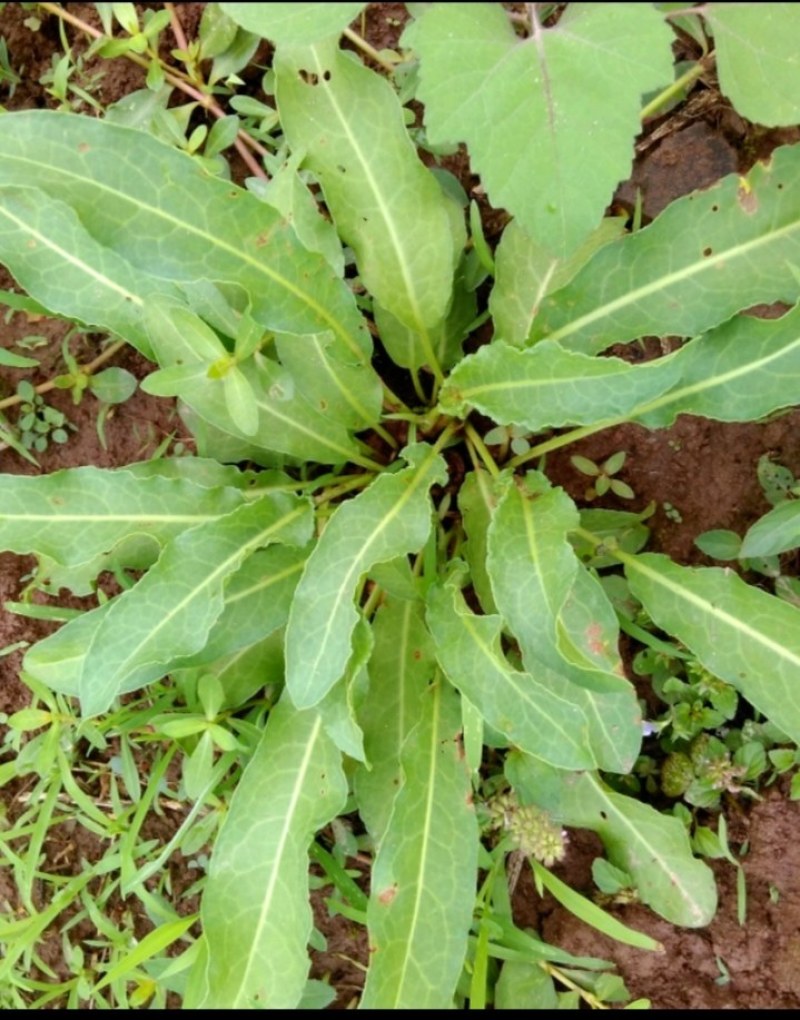 贵州大山上牛舌草