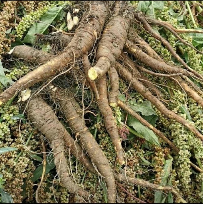 贵州大山上牛舌草