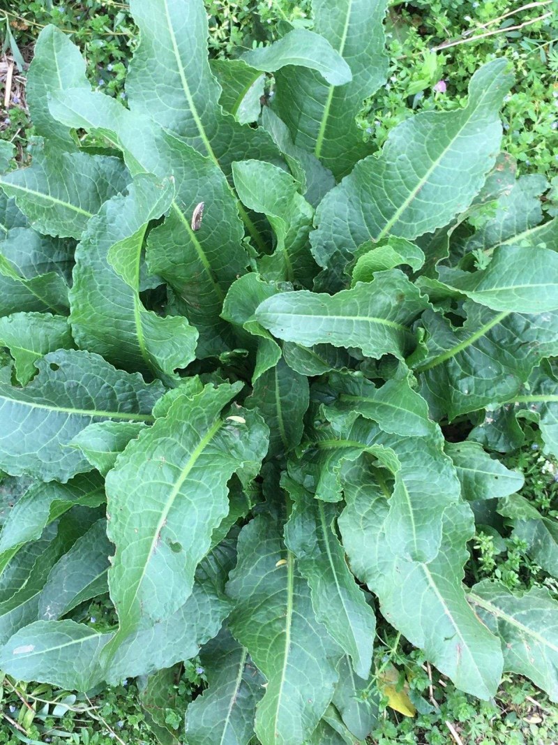 贵州大山上牛舌草