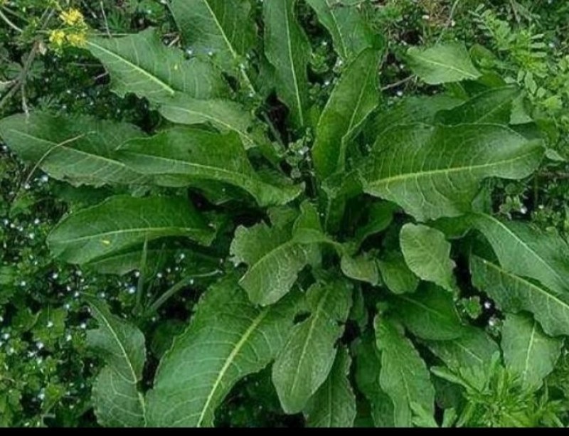 贵州大山上牛舌草