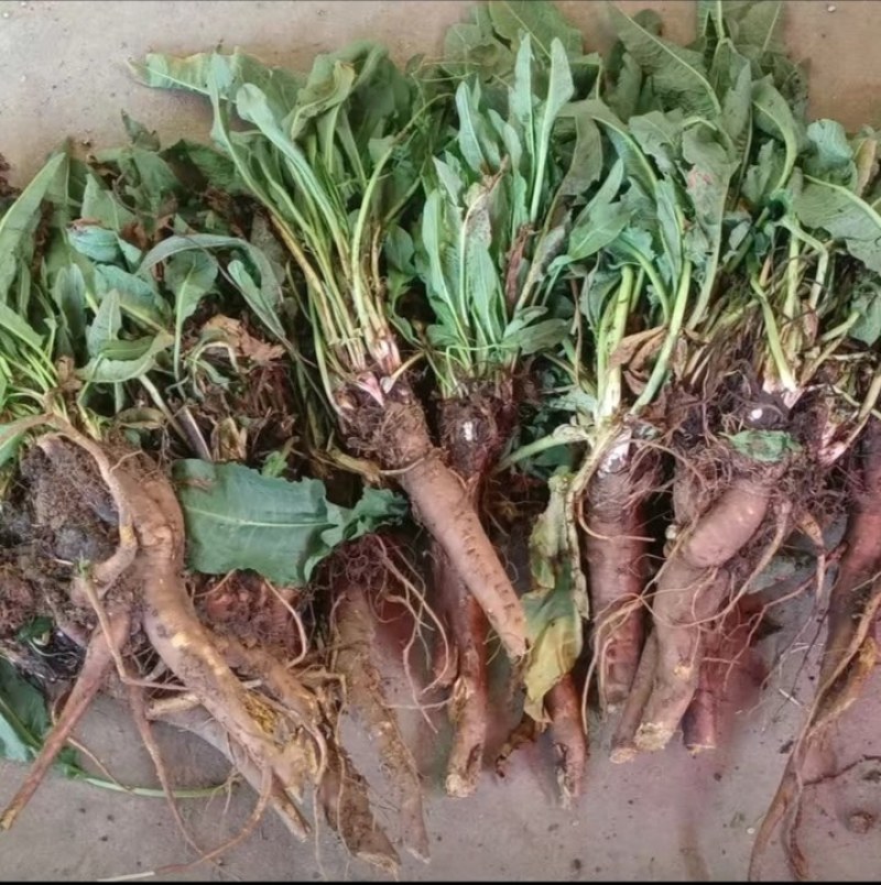 贵州大山上牛舌草