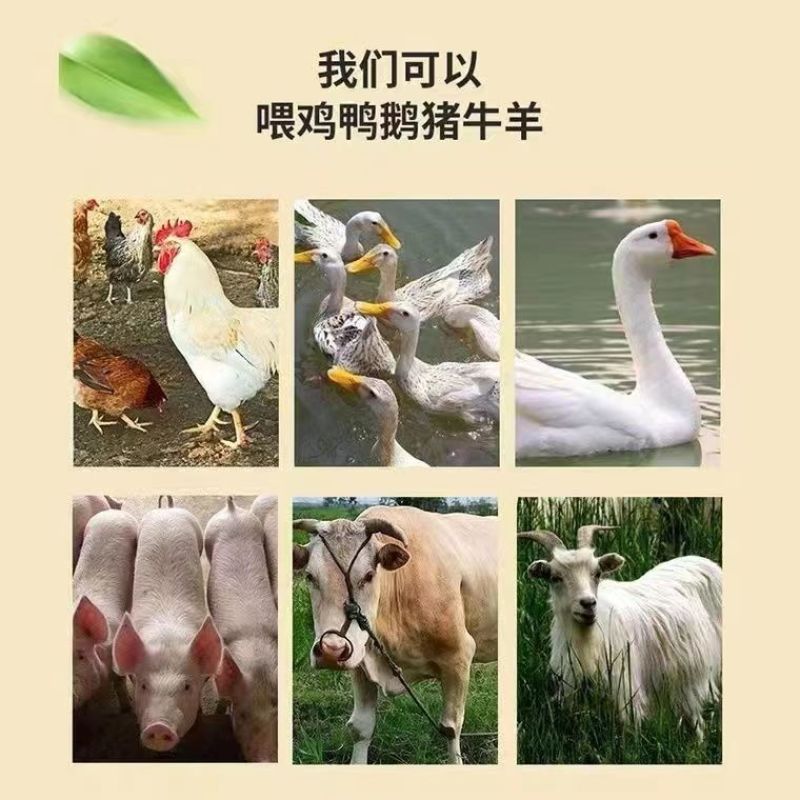 50斤麸皮动物家禽饲料喂鸡鸭鹅狗猪牛羊马各种菌菇辅料肥料