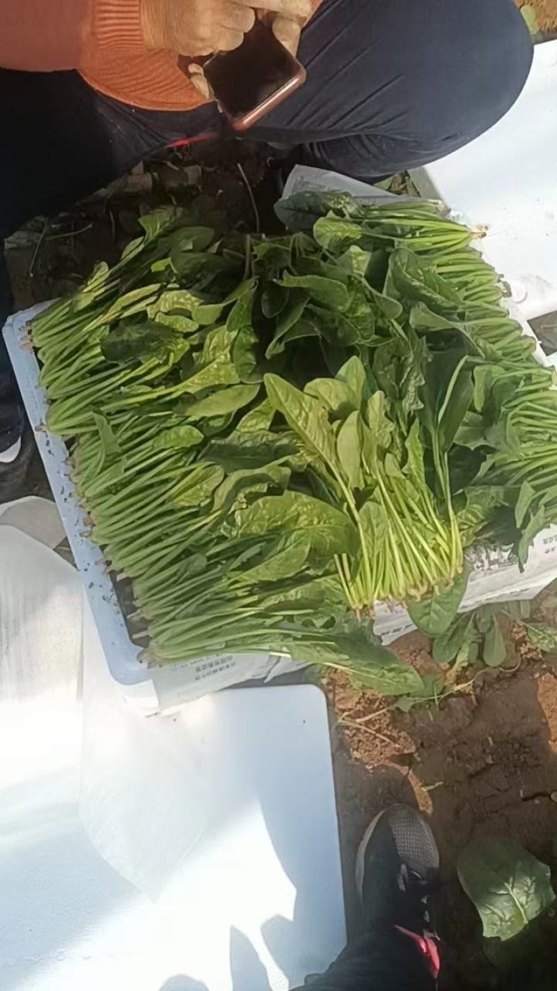 （山东菠菜）专业供应三排两排泡沫箱，打捆菠菜全国代发