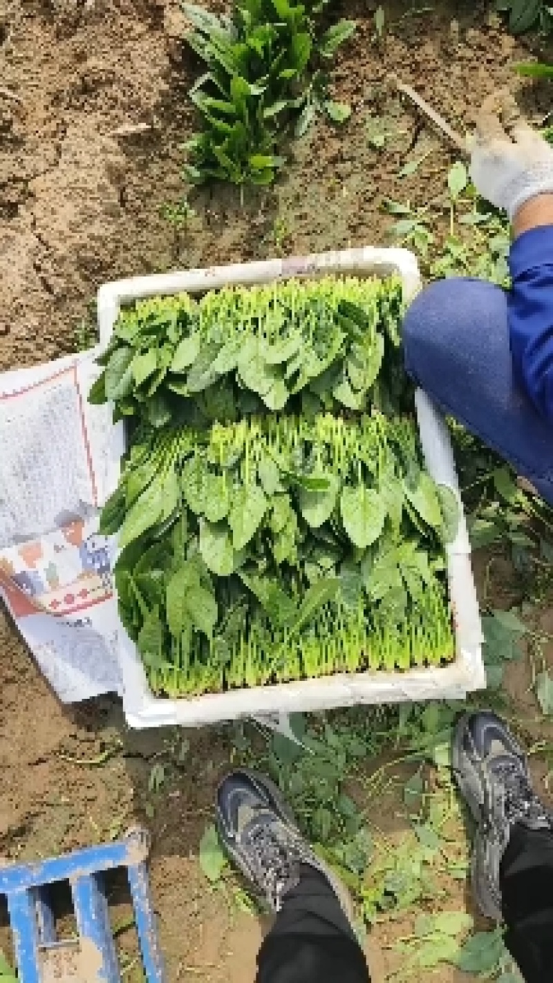 （山东菠菜）专业供应三排两排泡沫箱，打捆菠菜全国代发