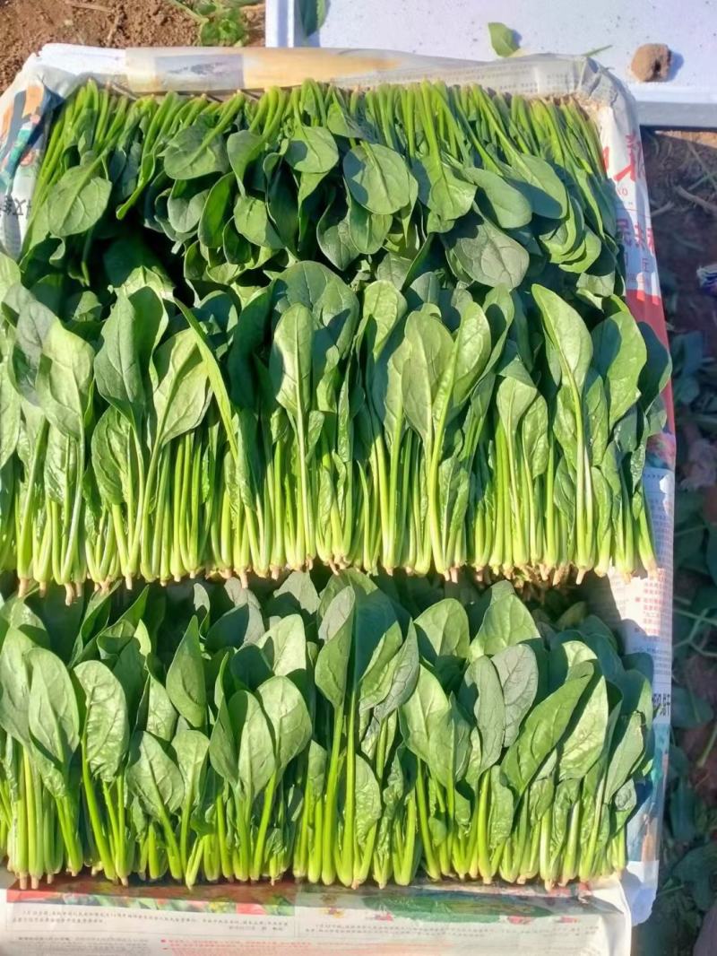 （山东菠菜）专业供应三排两排泡沫箱，打捆菠菜全国代发