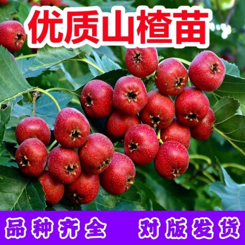 山楂树优质山楂苗多年大苗、小苗规格全万亩基地常年供应