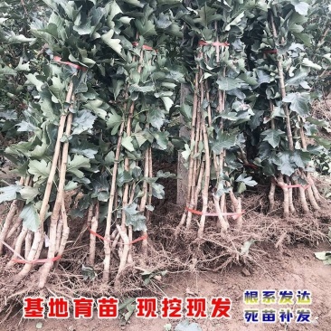 山楂树优质山楂苗多年大苗、小苗规格全万亩基地常年供应