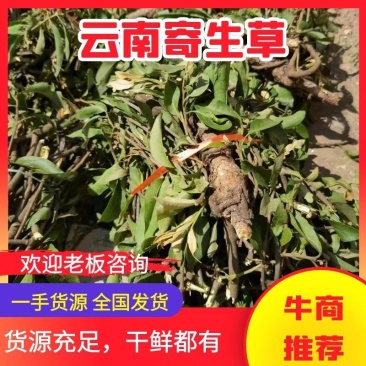 【精品】寄生草，云南野生松树寄生草货源充足，干货鲜货都有