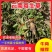 【精品】寄生草，云南野生松树寄生草货源充足，干货鲜货都有