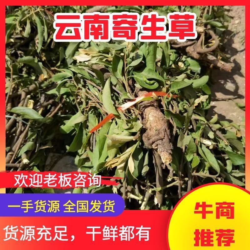 【精品】寄生草，云南野生松树寄生草货源充足，干货鲜货都有