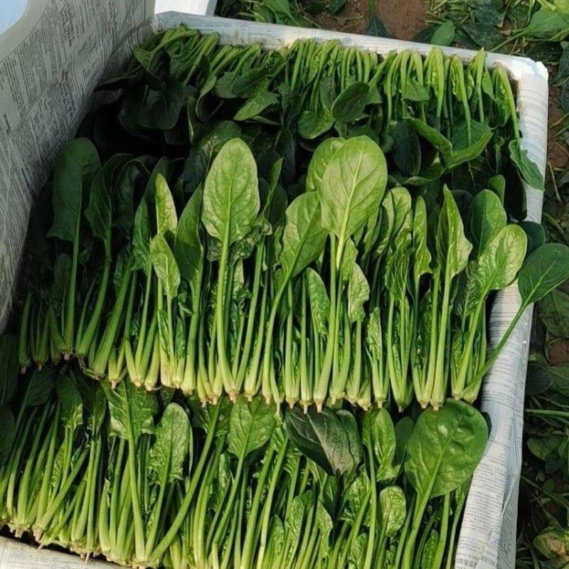 惠民万亩优质菠菜规格齐全产地直供质量保证全国发货