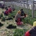 山东惠民万亩优质菠菜保质保量，规格齐全，代发全国