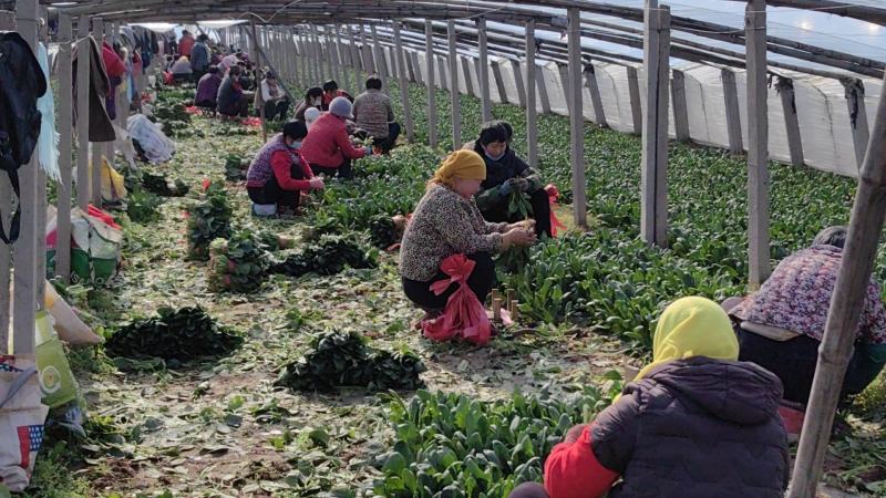 山东惠民万亩优质菠菜保质保量，规格齐全，代发全国