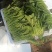 （基地直供）专业供应三排两排泡沫箱打捆菠菜全国代发