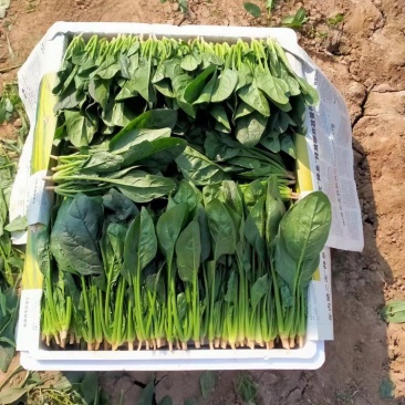 精品菠菜！各种规格，全国代发！精品包装！割菜人工随到随装