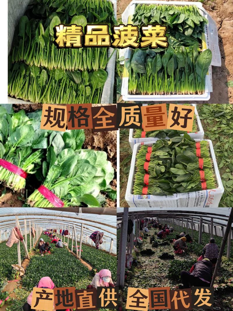 精品菠菜！各种规格，全国代发！精品包装！割菜人工随到随装