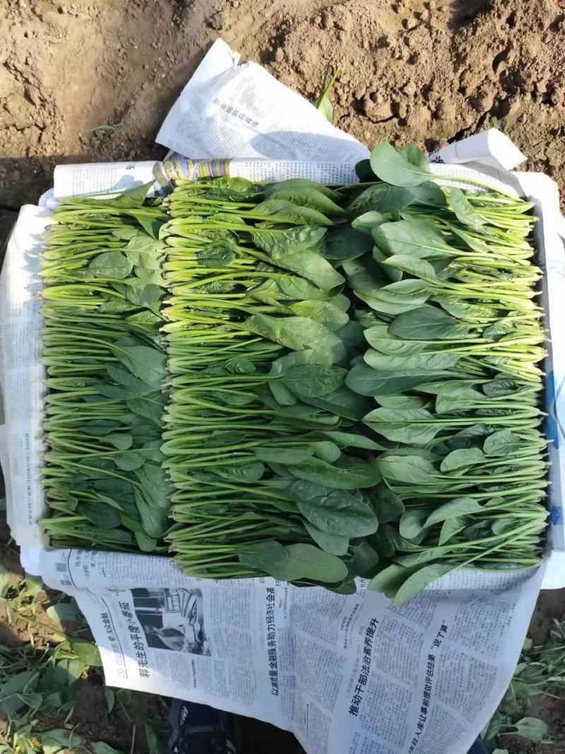 精品菠菜！各种规格，全国代发！精品包装！割菜人工随到随装