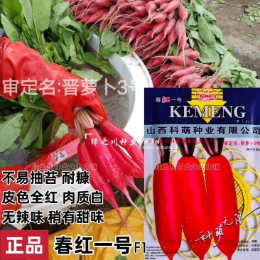 正品春红一号水萝卜种子春季萝卜种籽耐抽苔耐糠有甜味无辣味