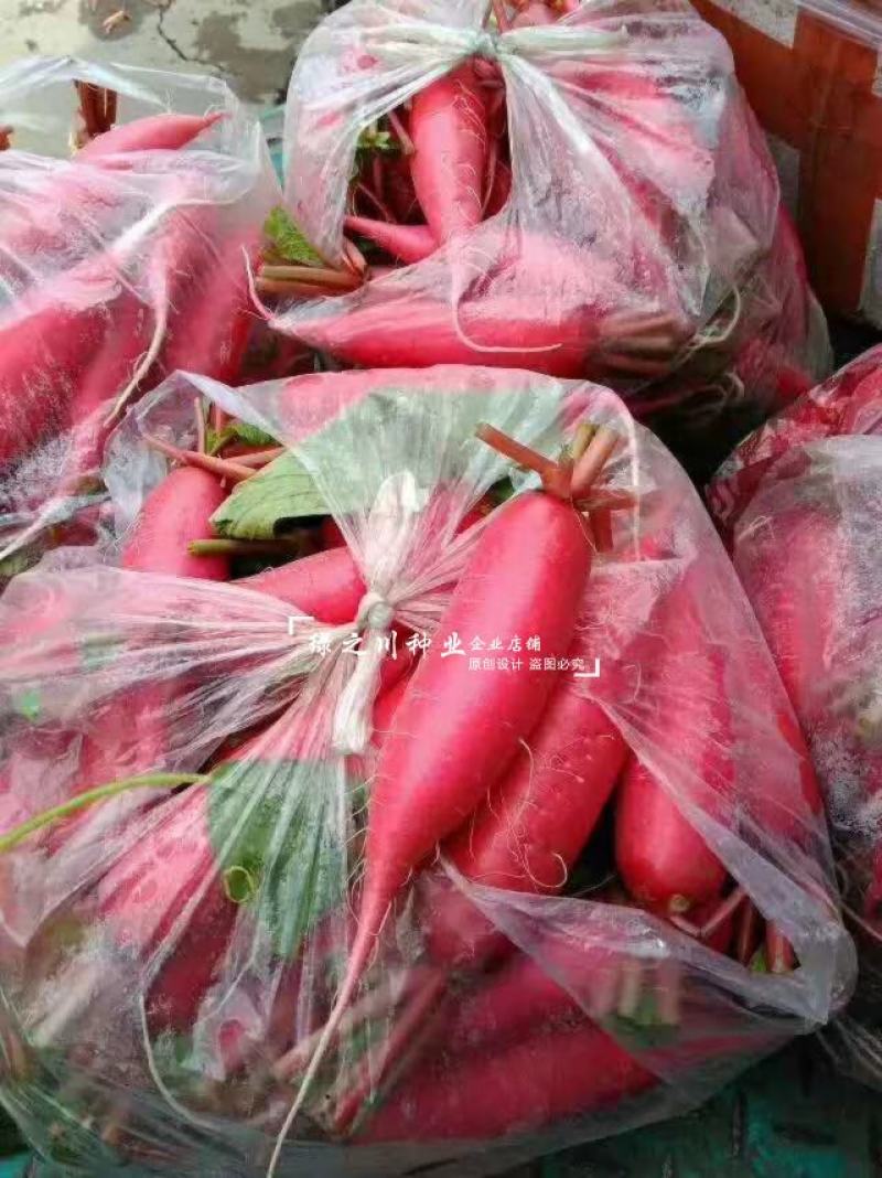 正品春红一号水萝卜种子春季萝卜种籽耐抽苔耐糠有甜味无辣味