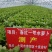 正品春红一号水萝卜种子春季萝卜种籽耐抽苔耐糠有甜味无辣味