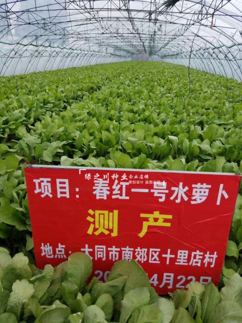 正品春红一号水萝卜种子春季萝卜种籽耐抽苔耐糠有甜味无辣味