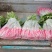 正品春红一号水萝卜种子春季萝卜种籽耐抽苔耐糠有甜味无辣味