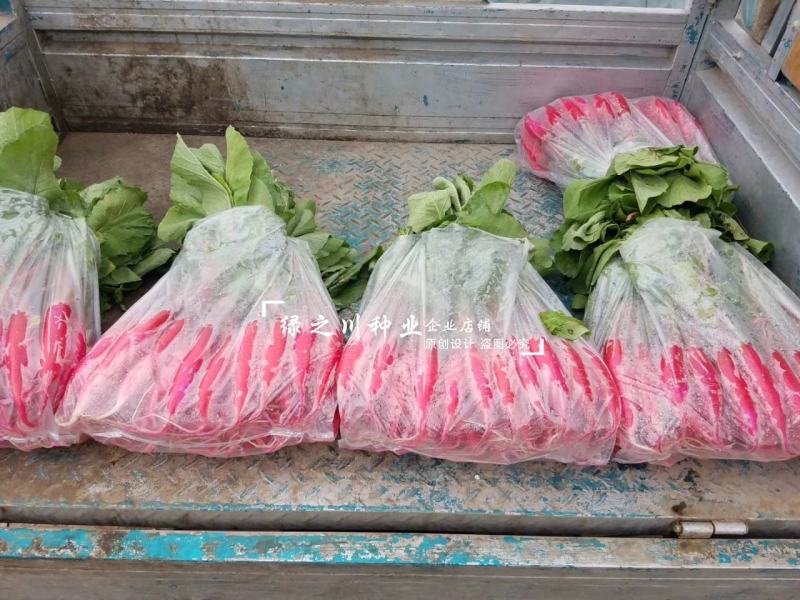 正品春红一号水萝卜种子春季萝卜种籽耐抽苔耐糠有甜味无辣味