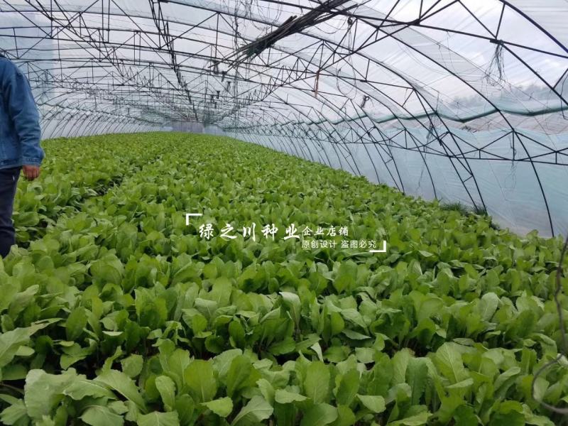正品春红一号水萝卜种子春季萝卜种籽耐抽苔耐糠有甜味无辣味