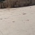小砖