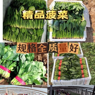 山东惠民精品菠菜.万亩基地，规格齐全保质保量全国代发
