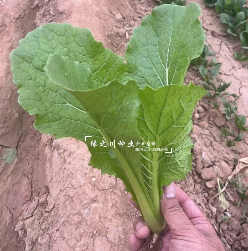 绿秀四季小白菜种子速生快菜种子无茸毛青菜高产抗病四季蔬菜