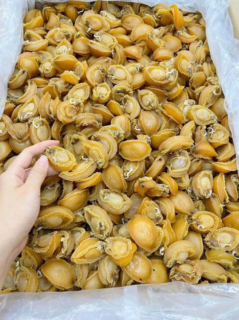 鲍鱼干大连鲍鱼精品淡干小鲍鱼色泽金黄个头饱满批发一手货源