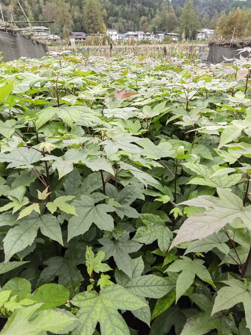 本地枫香树，当年生，隔年生，优质树苗，价格美丽