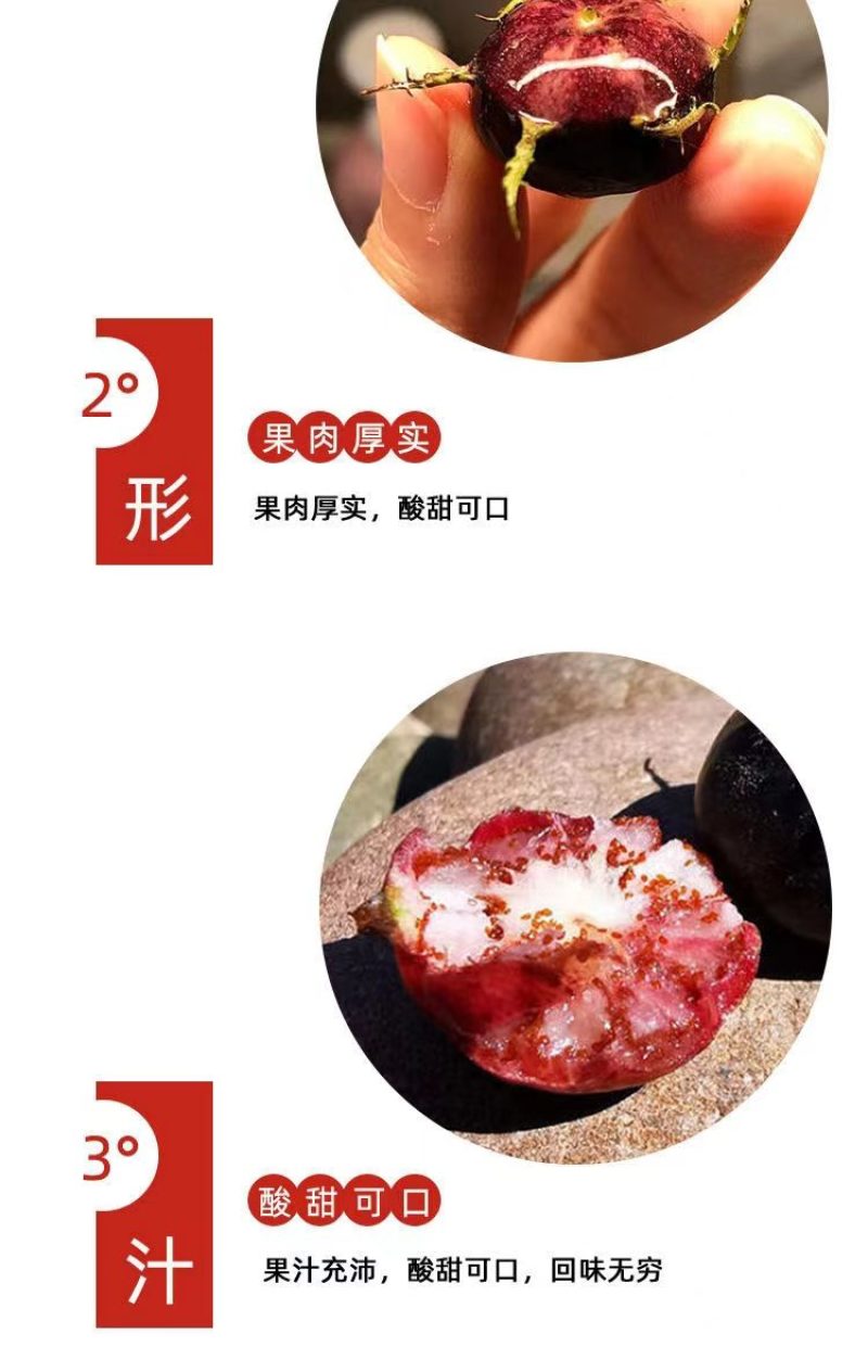 云南文山红果参大量上市